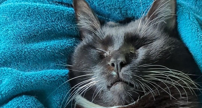 Guy Asks A Friend To Watch His Sick Cat For A While, Starts Ignoring Texts Asking Him To Take It Back