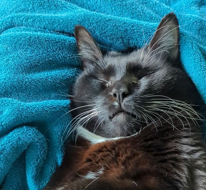 Guy Asks A Friend To Watch His Sick Cat For A While, Starts Ignoring Texts Asking Him To Take It Back