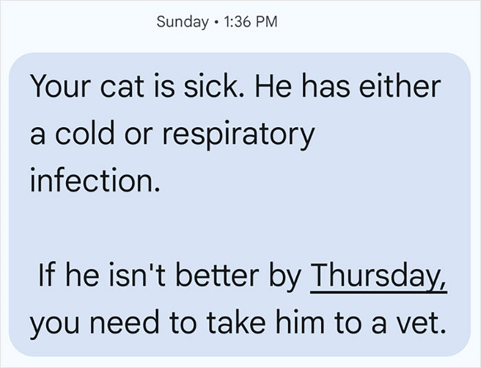 Guy Asks A Friend To Watch His Sick Cat For A While, Starts Ignoring Texts Asking Him To Take It Back
