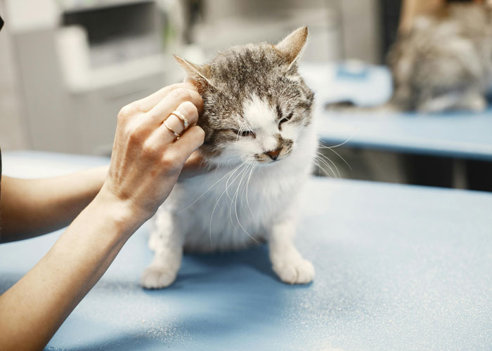 Guy Asks A Friend To Watch His Sick Cat For A While, Starts Ignoring Texts Asking Him To Take It Back