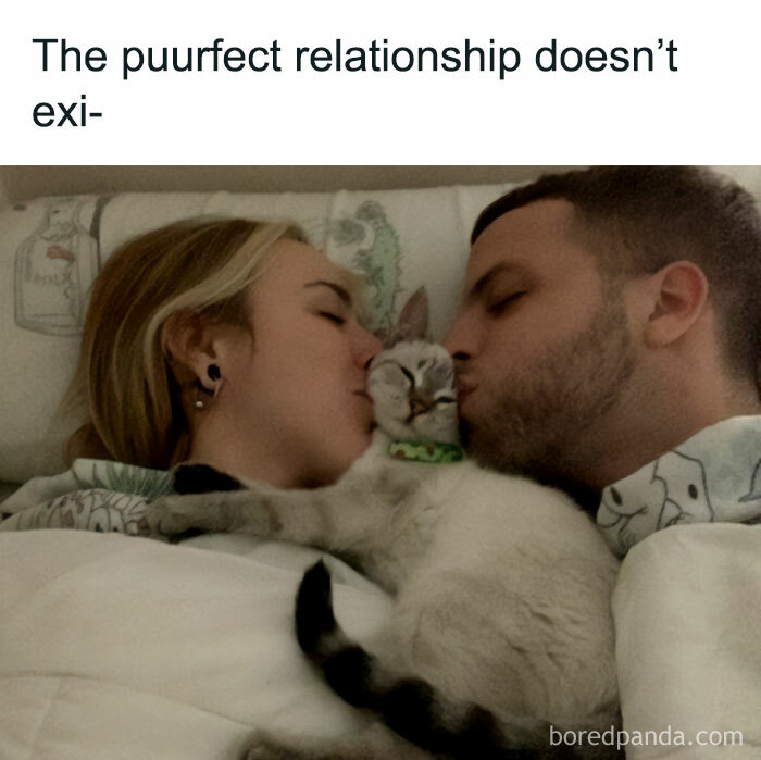 Funny-Cat-Jokes-Memes