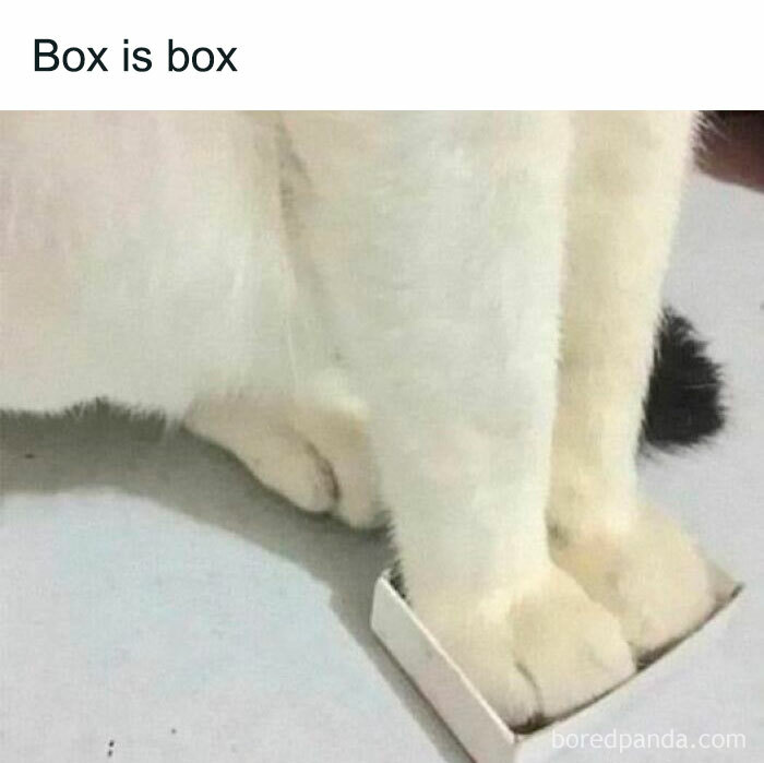 Funny-Cat-Jokes-Memes