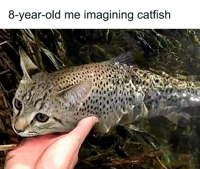 Funny-Cat-Jokes-Memes