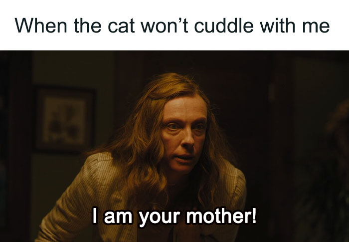 Funny-Cat-Jokes-Memes