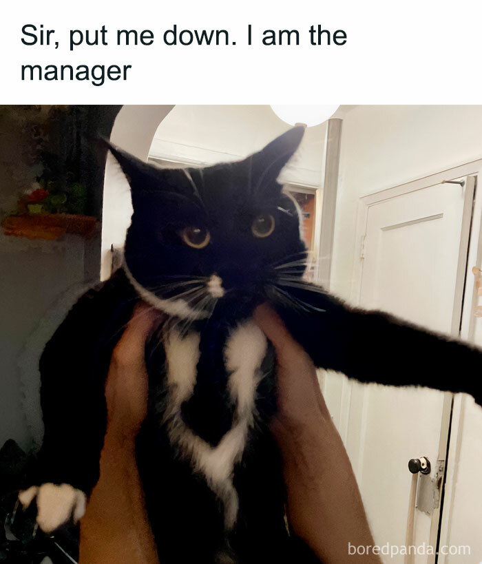 Funny-Cat-Jokes-Memes