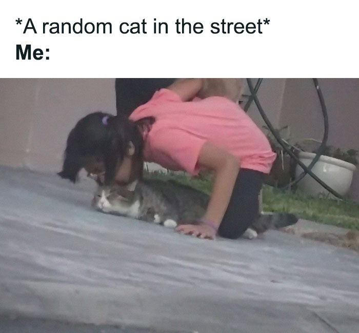 Funny-Cat-Jokes-Memes