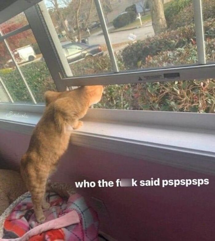 Funny-Cat-Jokes-Memes