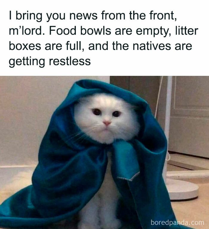 Funny-Cat-Jokes-Memes