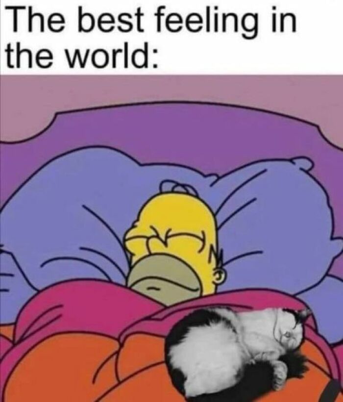 Funny-Cat-Jokes-Memes