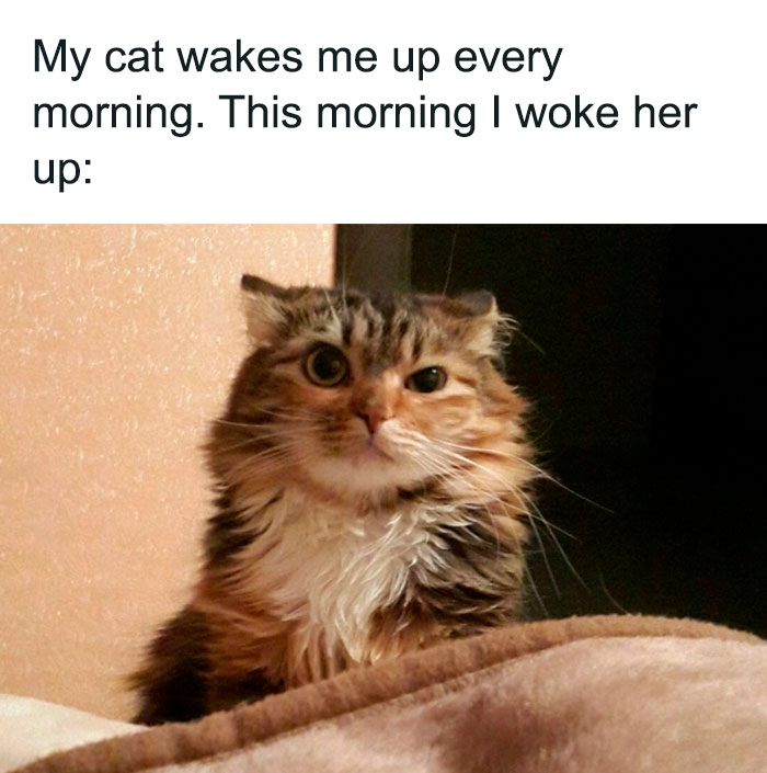 Funny-Cat-Jokes-Memes