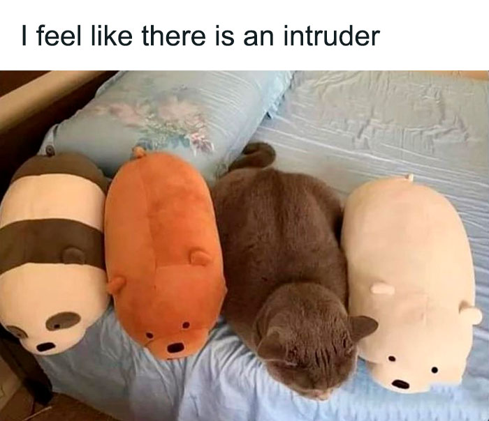 Funny-Cat-Jokes-Memes