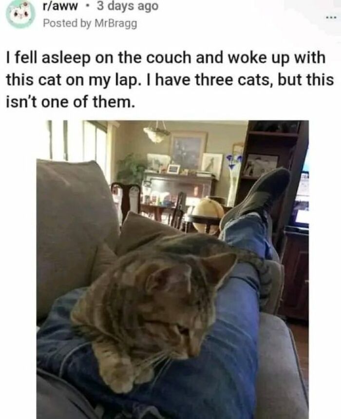 Funny-Cat-Jokes-Memes