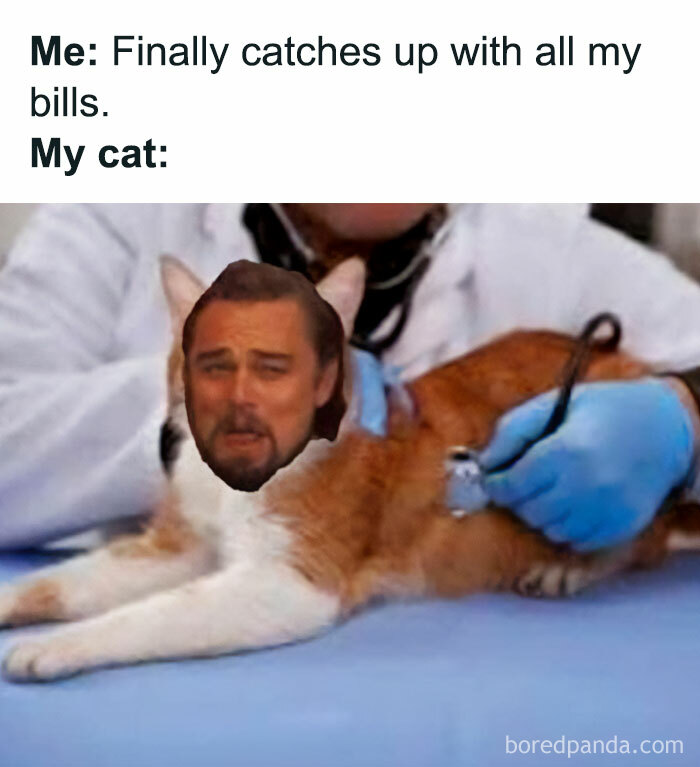 Funny-Cat-Jokes-Memes