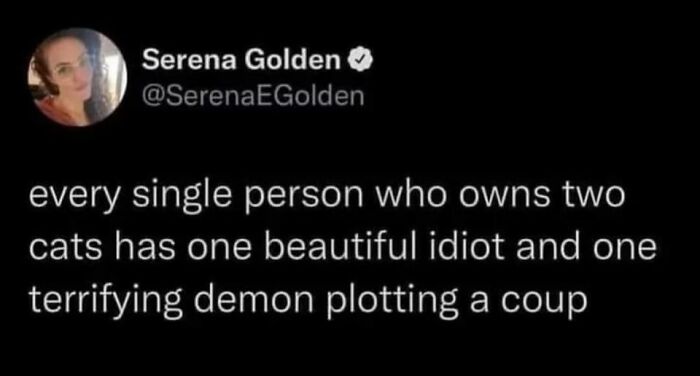 Funny-Cat-Jokes-Memes