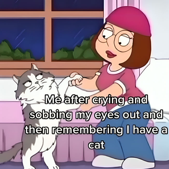 Funny-Cat-Jokes-Memes