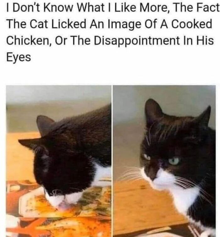 Funny-Cat-Jokes-Memes