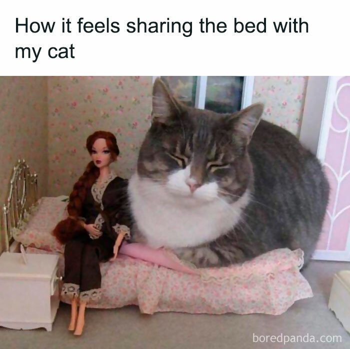 Funny-Cat-Jokes-Memes