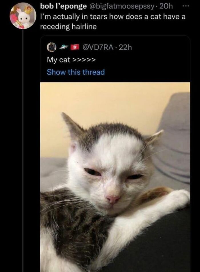 Funny-Cat-Jokes-Memes