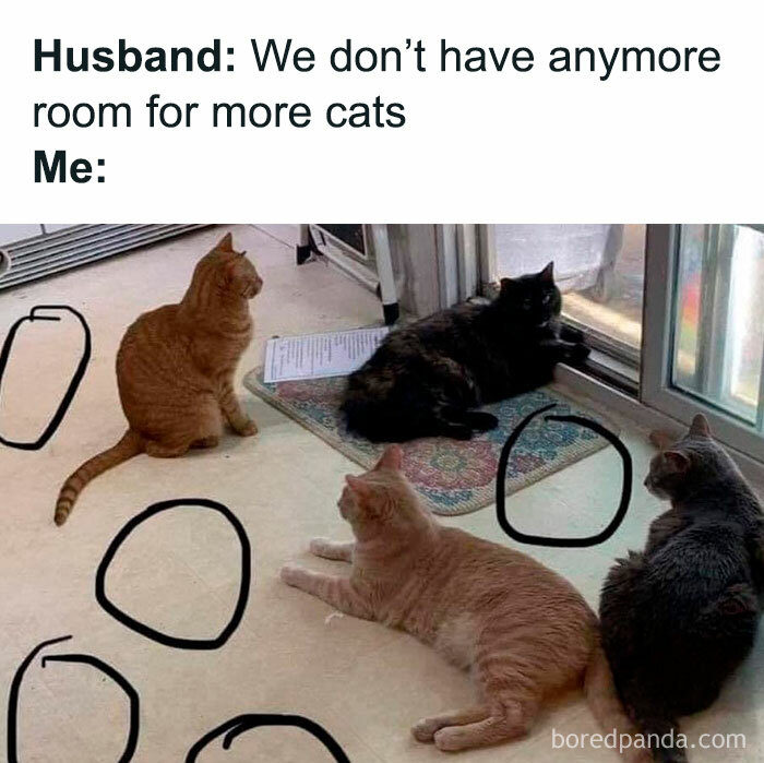 Funny-Cat-Jokes-Memes