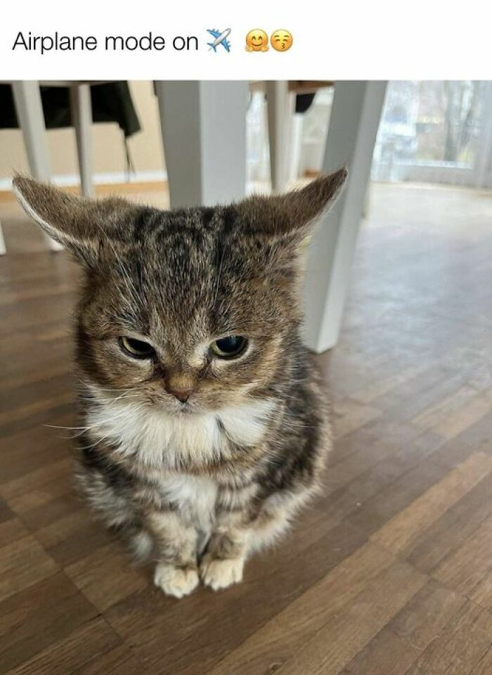 Funny-Cat-Jokes-Memes