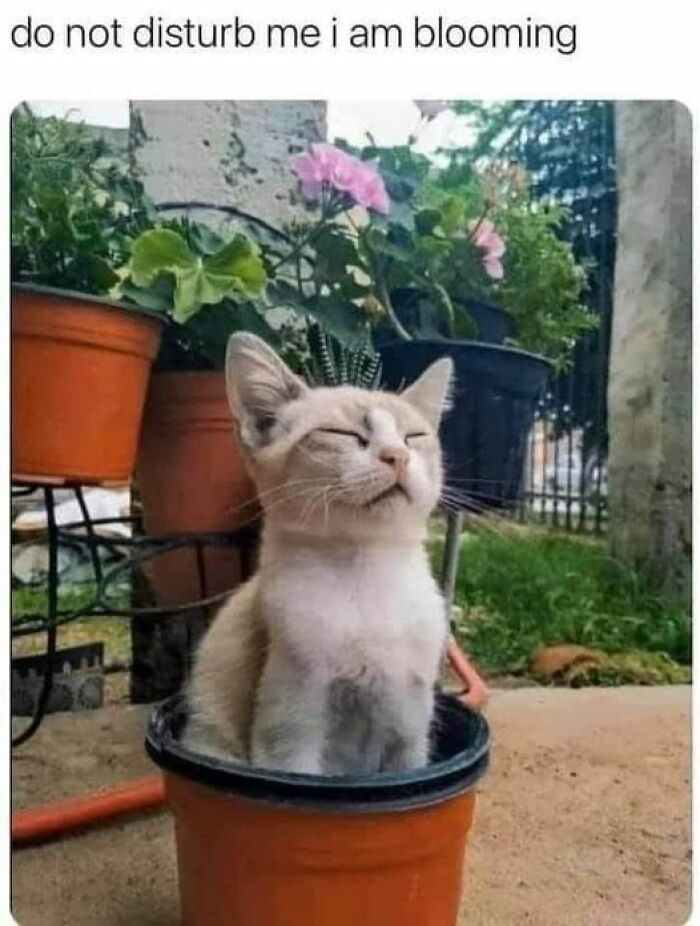 Funny-Cat-Jokes-Memes