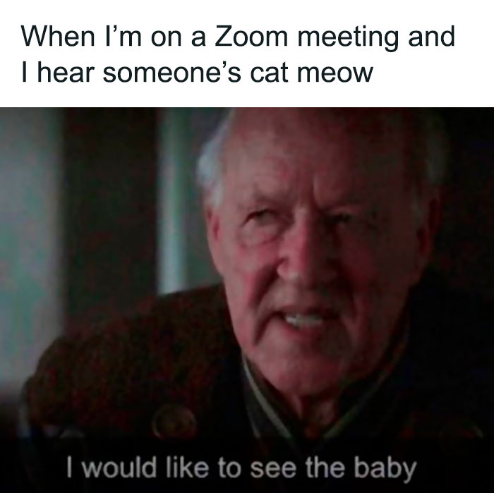 Funny-Cat-Jokes-Memes