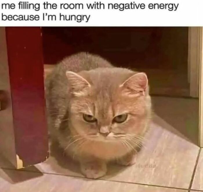 Funny-Cat-Jokes-Memes