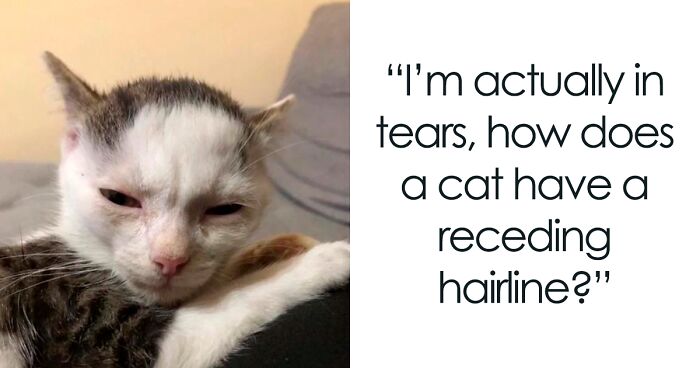 This Facebook Group Shares Top-Quality Cat Memes, And Here Are The 50 Best Ones (New Pics)