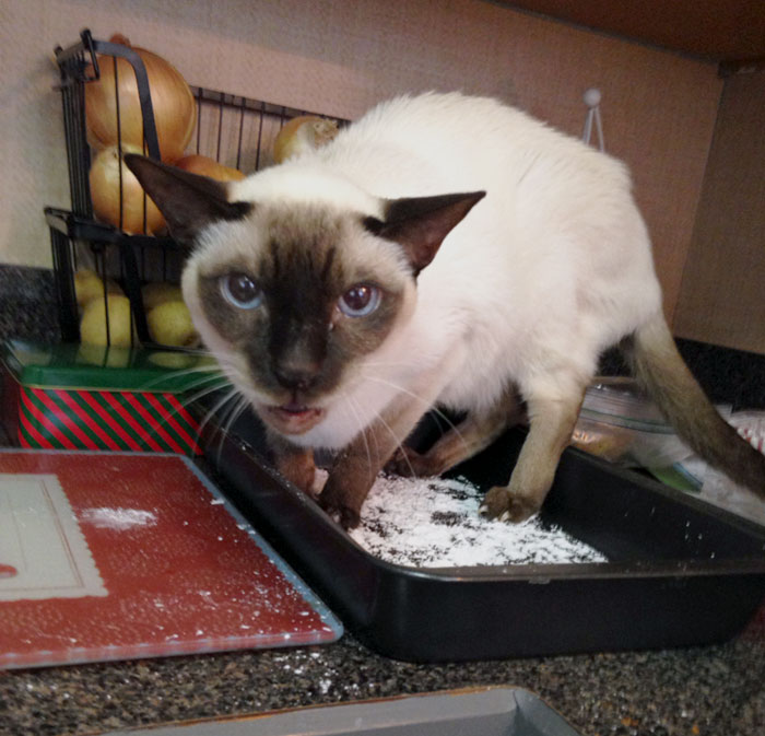 Rex "Helping" With The Baking