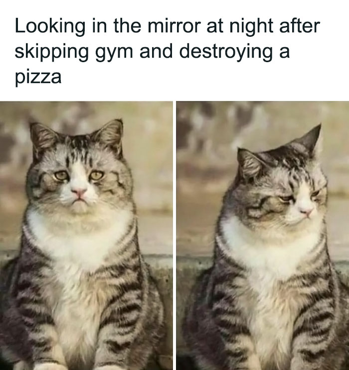 Cat meme on gym page shows a sad and pensive cat looking disappointed after skipping gym and eating pizza.