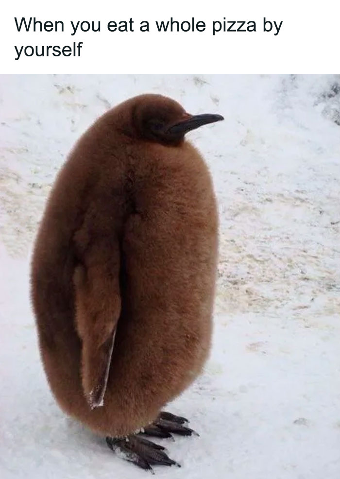 Fluffy penguin chick humorously relates to gym memes about overeating.