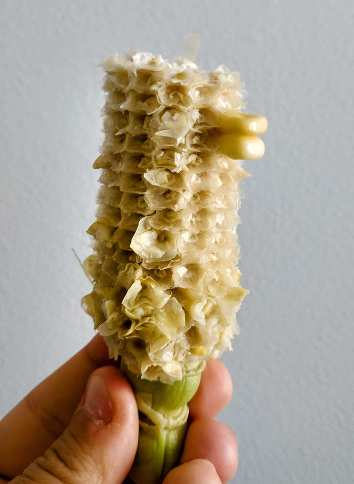 Mi hija de 7 años me dio esto diciendo cuac cuac