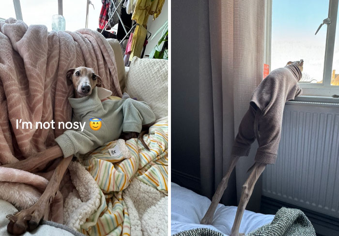 Funny-Nosey-Animals