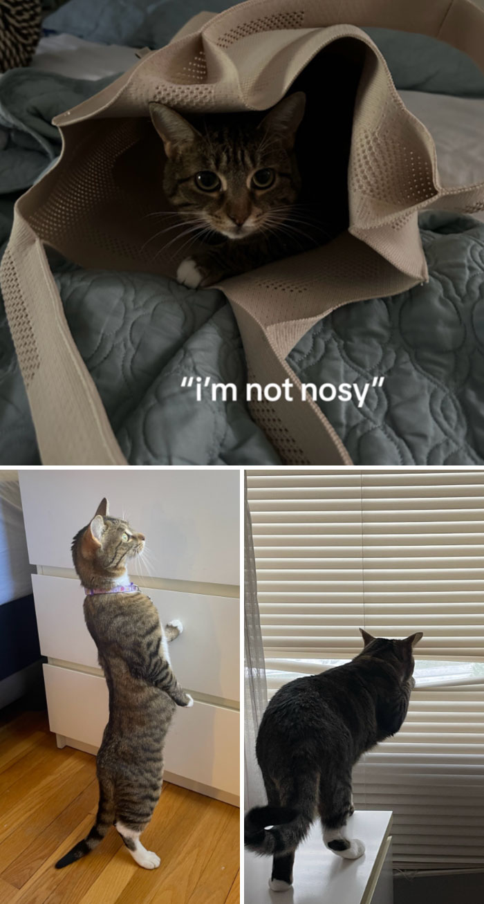 Funny-Nosey-Animals