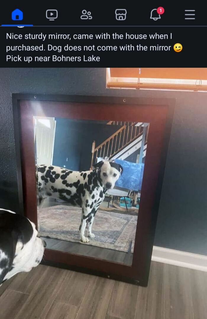 What If I Just Want The Dog Though?