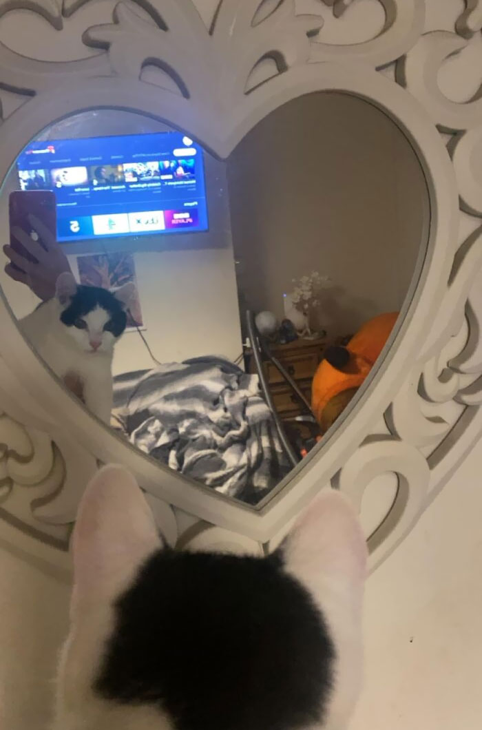 Assuming Cat Is Not Included