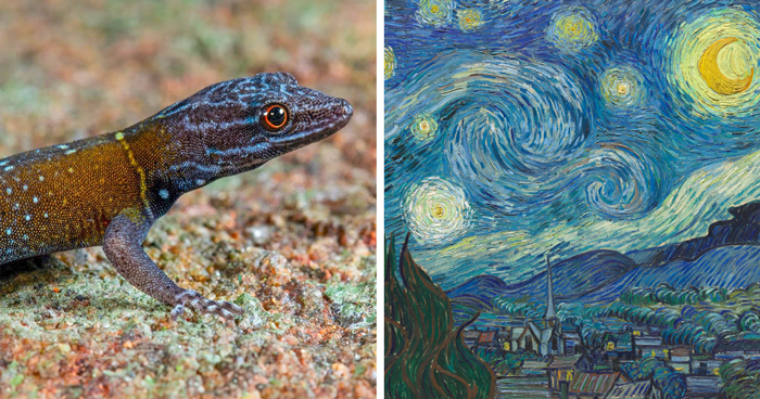 Biologist’s First Thought After Seeing This New Gecko Species Is “Starry Night”, Names It “Vangoghi”