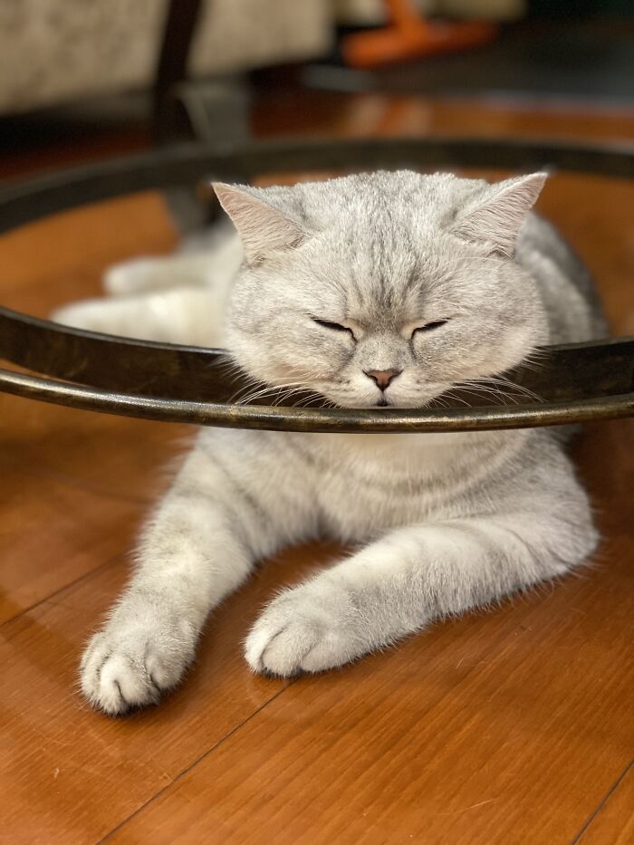 They Dont Let Me Post W/O A Submission, So Enjoy This Picture Of My First And Oldest Cat!