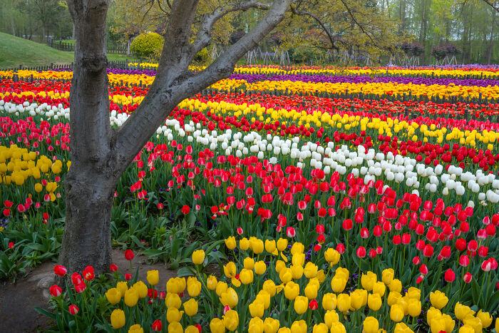 Endless Tulips