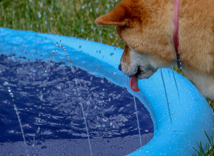 red dog drinking water from a small swimming pool - 2