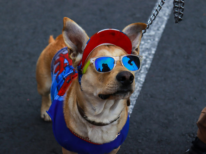 dog in the cap and glasses standing on the pavement - 3