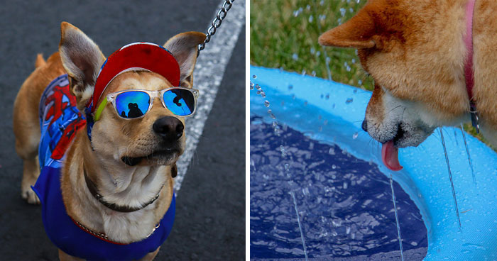 How Hot Is Too Hot for Dogs To Walk Outside