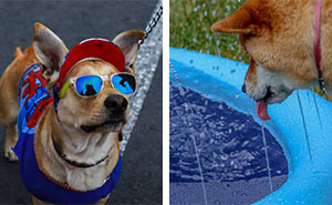 How Hot Is Too Hot for Dogs To Walk Outside