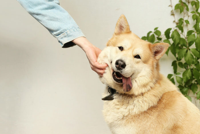 A fluffy dog being petted on the cheek, showing its tongue in a playful manner, related to healthy dog weight.