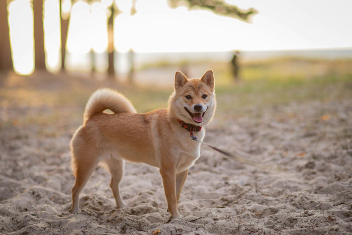 Shiba Inu standing on a sandy beach, related to dog weight and healthy weight charts.