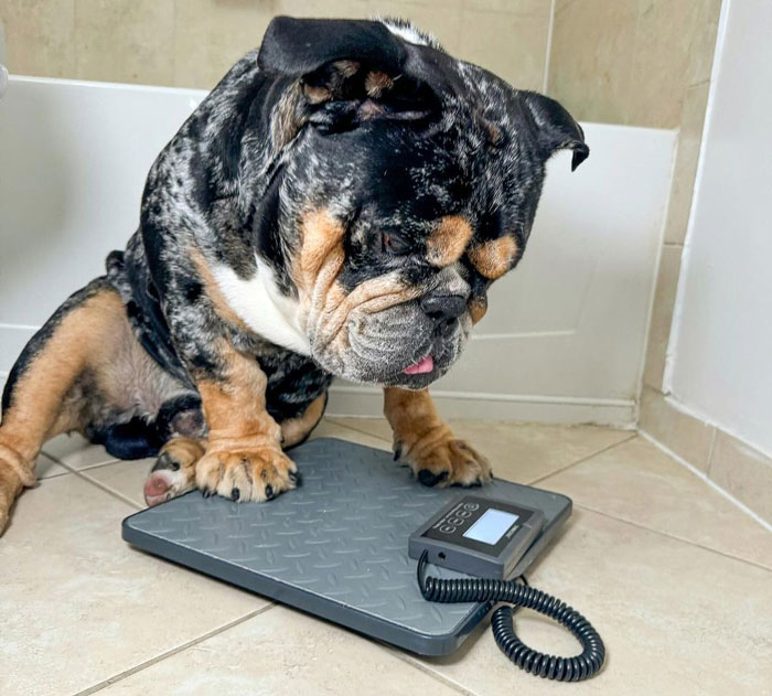 Bulldog sitting on a scale, representing healthy dog weight check.