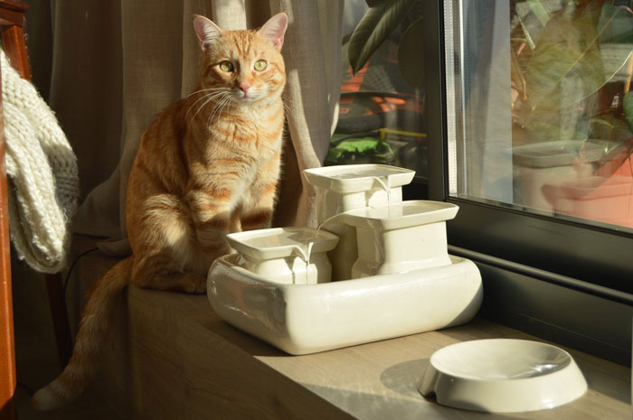 Cat sitting beside a ceramic water fountain by the window, highlighted by sunlight.