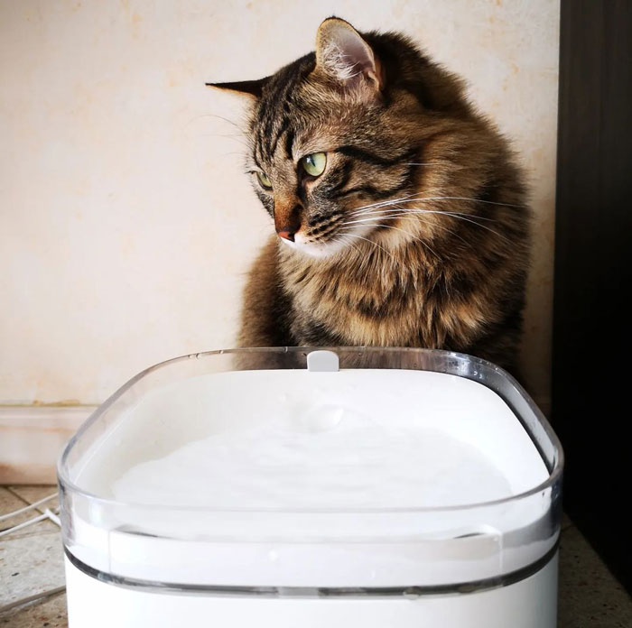 Cat sitting beside a water fountain, appearing curious.