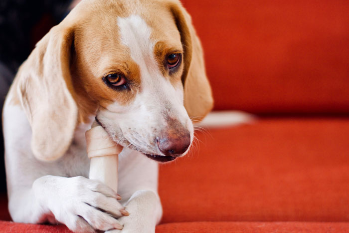 Dog chewing a dental bone for clean teeth without brushing, lying on a red sofa.