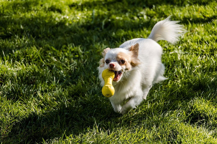 A small dog playing with a dental chew toy outdoors, promoting healthy teeth without brushing.
